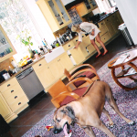 Photo taken by Blackie Dammett of Anthony Kiedis kitchen and dog